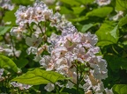 040-essen grugapark botanical garden-ii