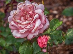 054-essen grugapark botanical garden-ii