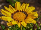 0469-essen grugapark botanical garden-ii