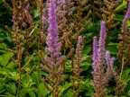 035-dortmund romberg park botanical garden