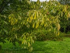 099-dortmund romberg park botanical garden