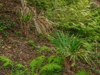 140-dortmund romberg park botanical garden