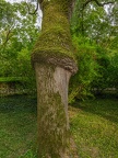 148-dortmund romberg park botanical garden