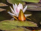 167-dortmund romberg park botanical garden