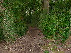 173-dortmund romberg park botanical garden