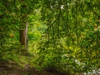 0586-dortmund romberg park botanical garden