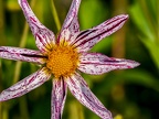 104-essen grugapark botanical garden