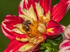 0176-essen grugapark botanical garden