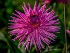 0634-essen grugapark botanical garden