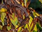 0665-essen grugapark botanical garden