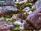 003-local garden-vole