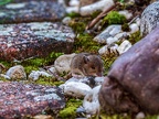 005-local garden-vole