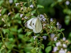 002-whiting butterfly-pieridae