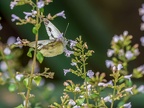008-whiting butterfly-pieridae