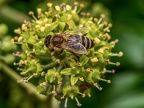 072-honey bee