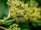 108-golden blowfly