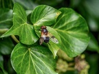 118-common forest hoverfly