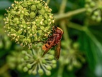 142-hornet hoverfly