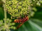 0214-hornet hoverfly
