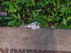 361-dortmund - east cemetery
