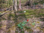059-duesseldorf - forest cemetery gerresheim