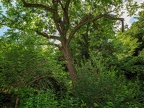 033-dortmund romberg park botanical garden
