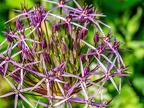 167-dortmund romberg park botanical garden