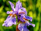 205-dortmund romberg park botanical garden