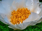 0748-dortmund romberg park botanical garden