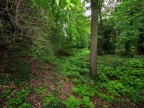 0133-dortmund romberg park botanical garden