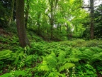 0134-dortmund romberg park botanical garden