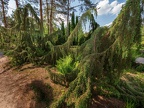 0141-dortmund romberg park botanical garden