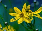 011-local garden