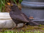 0998-local garden
