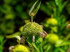 011-local garden