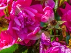 017-local garden