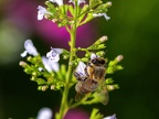 0315-local garden