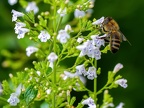 0318-local garden