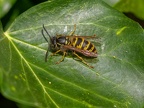 029-short headed wasp - german common