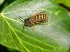 038-short headed wasp - german common