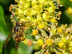 076-short headed wasp - german common