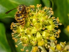 081-short headed wasp - german common