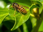 097-short headed wasp - german common