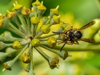 122-short headed wasp - german common
