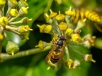 145-short headed wasp - german common