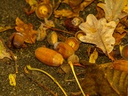 011-essen - park cemetery