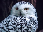 013-snowy owl - essen grugapark botanical garden