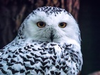 1034-snowy owl - essen grugapark botanical garden