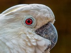 1039-cockatoo - essen grugapark botanical garden