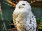 012-snowy owl - essen grugapark botanical garden